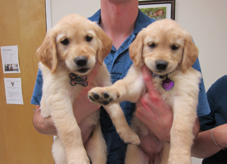 diagnostic-therapeutic-services-2