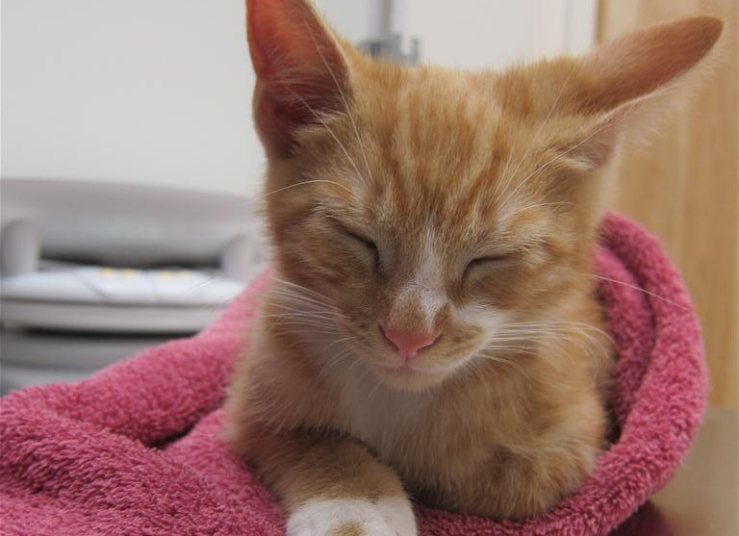 surgical-services-img-2